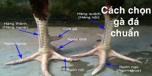 Tổng Hợp Cách Chọn Gà Đá Chuẩn